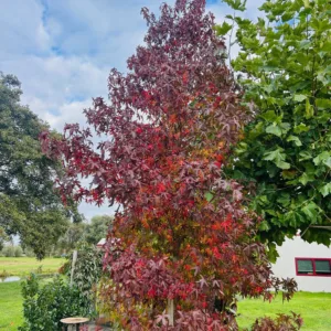 Amberboom 'Worplesdon' (Liquidambar)