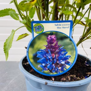 Salvia nem. Blue Marvel