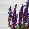 Salvia nem. Blue Marvel
