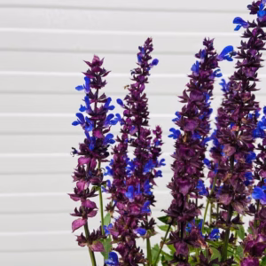 Salvia nem. Blue Marvel