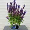 Salvia nem. Blue Marvel