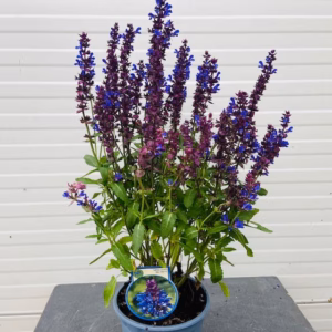 Salvia nem. Blue Marvel