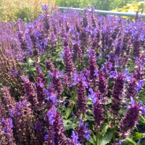 Salvia nem. Blue Marvel