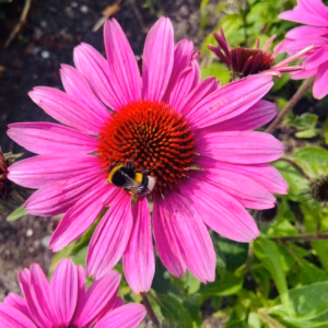 Echinacea purp. 'Magnus' (Zonnehoed)
