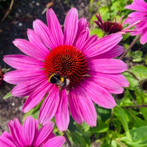 Echinacea purp. 'Magnus' (Zonnehoed)
