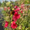 Salvia micro. 'Hot lips'