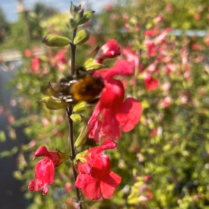 Salvia micro. 'Hot lips'