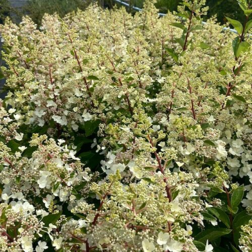 Hydrangea paniculata 'Magical Limelight' (Hortensia)