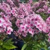 Phlox pan. Bright Eyes
