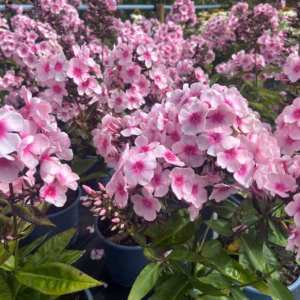 Phlox pan. Bright Eyes