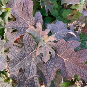 Hydrangea Ruby Slippers (eikenbladhortensia)