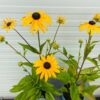 Rudbeckia Fulgida 'Goldsturm' (Zonnehoed)