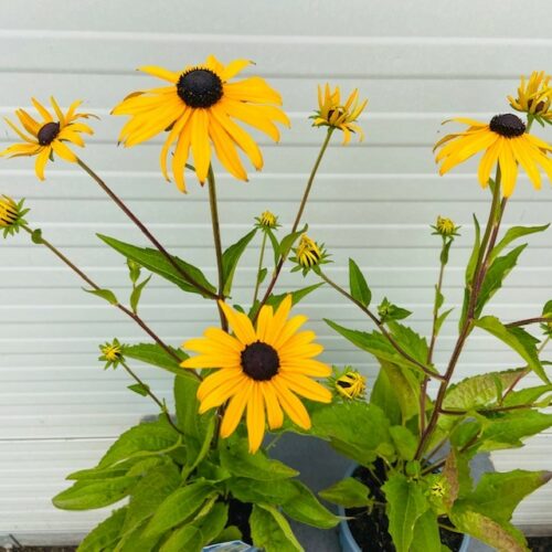 Rudbeckia Fulgida 'Goldsturm' (Zonnehoed)