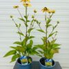 Rudbeckia Fulgida 'Goldsturm' (Zonnehoed)