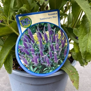 Veronica Anniversary Blue