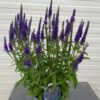 Veronica Anniversary Blue