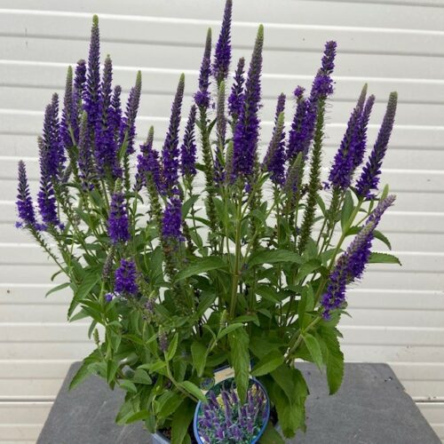 Veronica Anniversary Blue