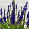 Veronica Anniversary Blue