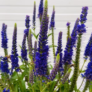 Veronica Anniversary Blue
