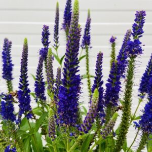 Veronica Anniversary Blue