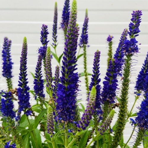 Veronica Anniversary Blue