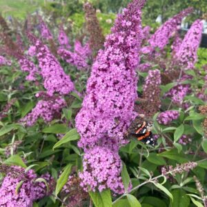 Buddleja d. Pink Delight (Vlinderstruik) 80 cm