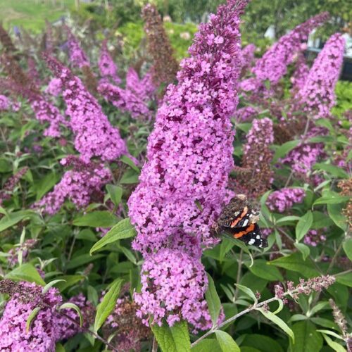 Buddleja d. Pink Delight (Vlinderstruik) 80 cm