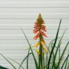 Kniphofia Papaya Popsicle (Vuurpijl)