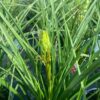 Kniphofia Papaya Popsicle (Vuurpijl)
