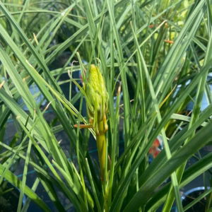 Kniphofia Papaya Popsicle (Vuurpijl)