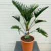 Trachycarpus Wagnerianus 50 cm