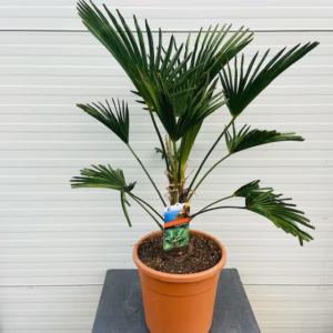 Trachycarpus Wagnerianus 50 cm