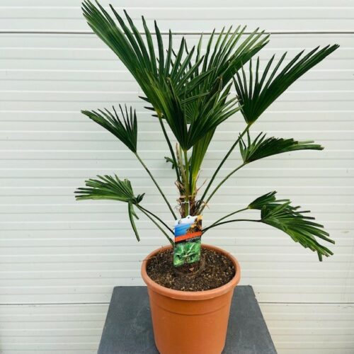 Trachycarpus Wagnerianus 50 cm