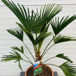 Trachycarpus Wagnerianus 50 cm