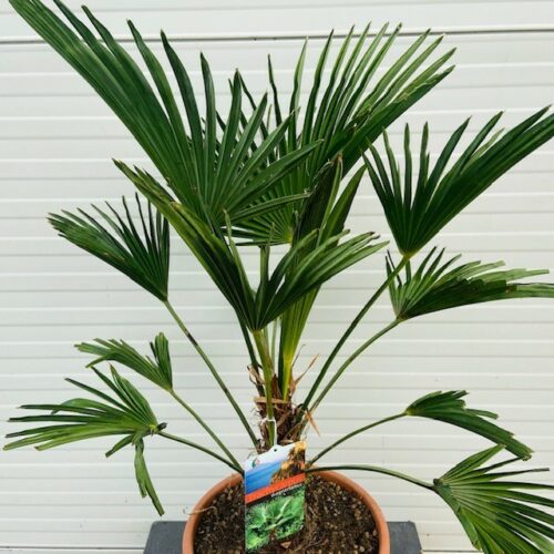 Trachycarpus Wagnerianus 50 cm