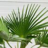 Trachycarpus Wagnerianus 50 cm