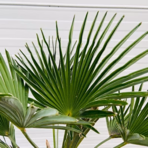 Trachycarpus Wagnerianus 50 cm