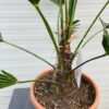 Trachycarpus Wagnerianus 50 cm
