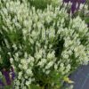 Salvia nemerosa Schneehügel