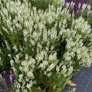 Salvia nemerosa Schneehügel
