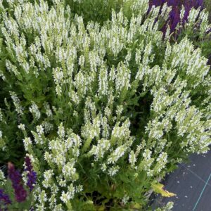 Salvia nemerosa Schneehügel