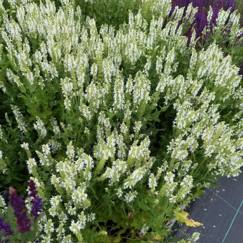 Salvia nemerosa Schneehügel