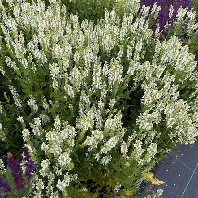 Salvia nemerosa Schneehügel