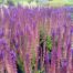 Salvia nemerosa Ostfriesland