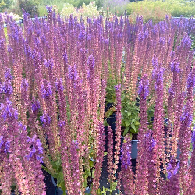 Salvia nemerosa Ostfriesland