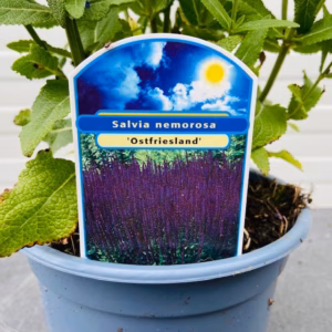 Salvia nemerosa Ostfriesland