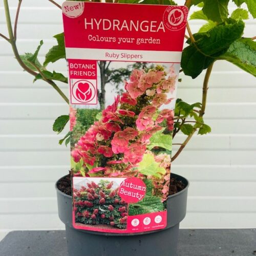 Hydrangea Ruby Slippers (eikenbladhortensia)