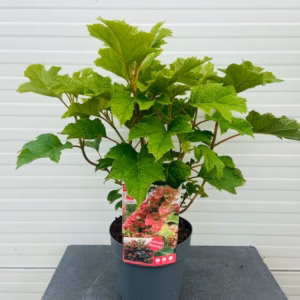 Hydrangea Ruby Slippers (eikenbladhortensia)