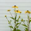 Rudbeckia Fulgida 'Goldsturm' (Zonnehoed)