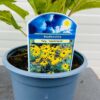 Rudbeckia Fulgida 'Goldsturm' (Zonnehoed)